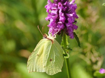 gonepteryx rhamni, 